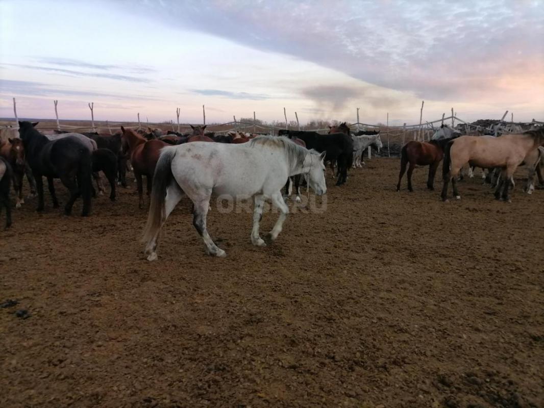 Продам! - Орск