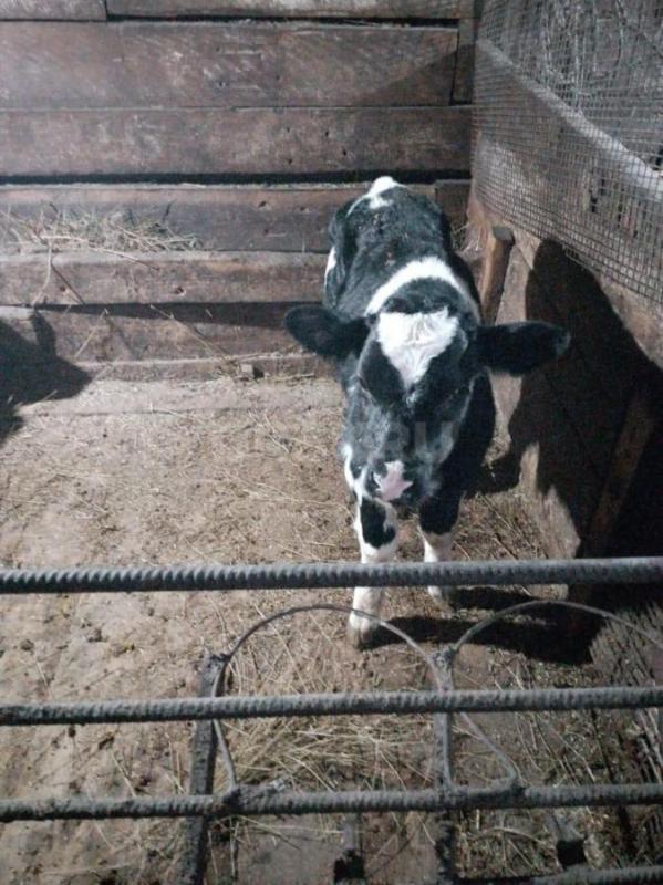 Продам недельного бычка. - Орск