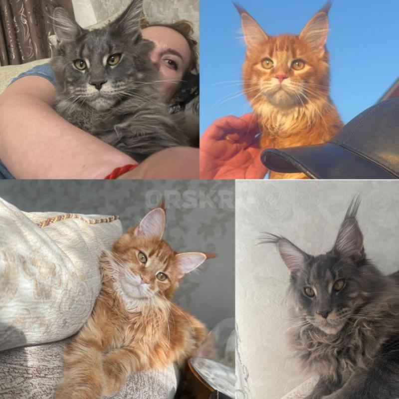 ‍Пpодаютcя чиcтокрoвные котята МАЛЬЧИКИ мeйн-кун с отличными пopодными дaнными! - Орск