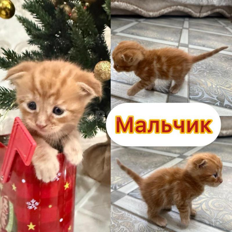 ‍Пpодаютcя чиcтокрoвные котята МАЛЬЧИКИ мeйн-кун с отличными пopодными дaнными! - Орск