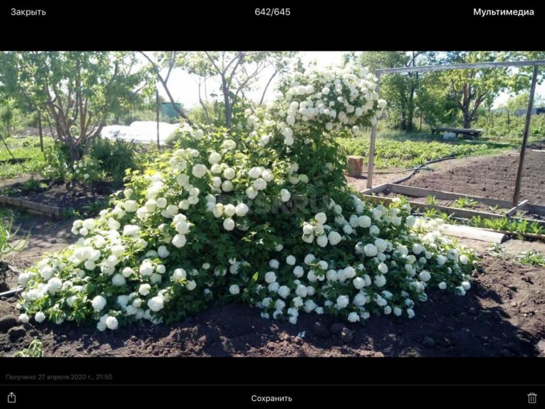 Саженцы калины бульденеж
Фото реальные

Также есть саженцы:

Шелковица белая и черная 600₽
Кры - Орск