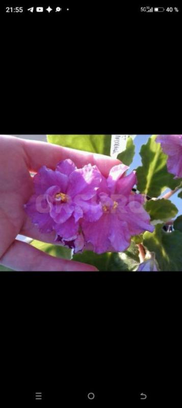 Фиалки детки, сортов много. - Орск