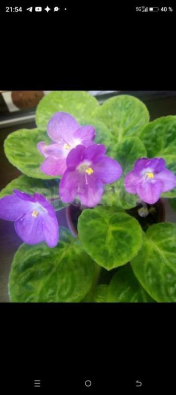 Фиалки детки, сортов много. - Орск