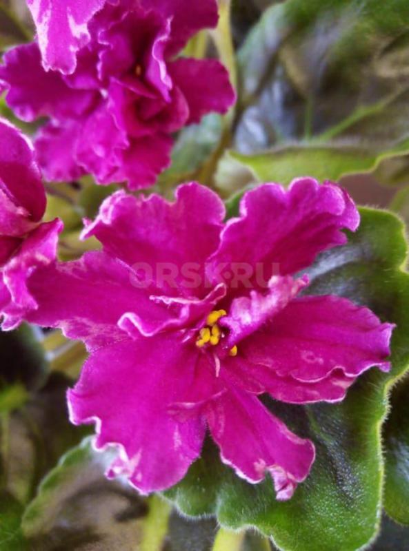 Фиалки детки, сортов много. - Орск