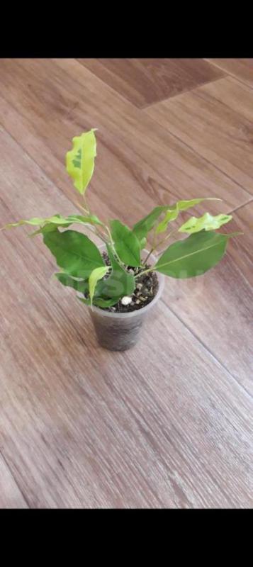 Фикус Даниэль, голоден Моник 250р. - Орск