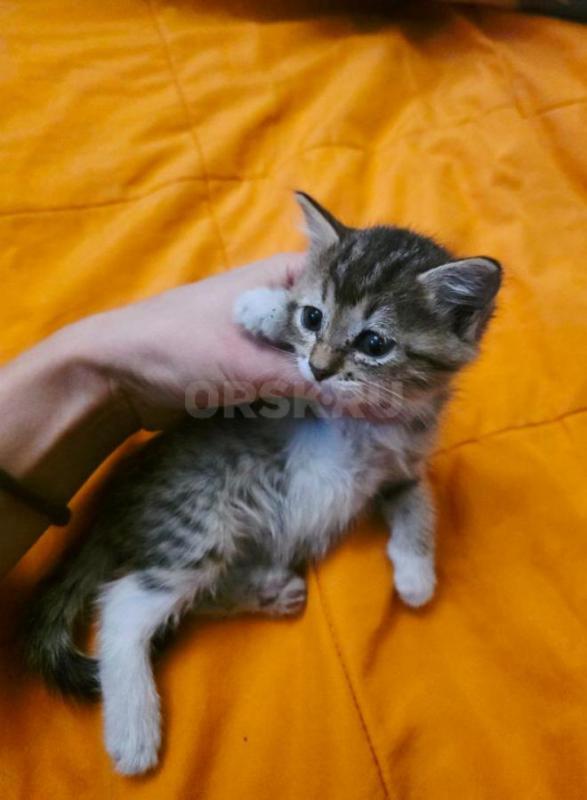 КОТЯТА В ДОБРЫЕ РУКИ ,ТРИ МАЛЬЧИКА И ДЕВОЧКА С БЕЛЫМИ ЛАПКАМИ ,КУШАЮТ ВСЕ , ЛОТОК ЗНАЮТ. 89058460977 - Орск