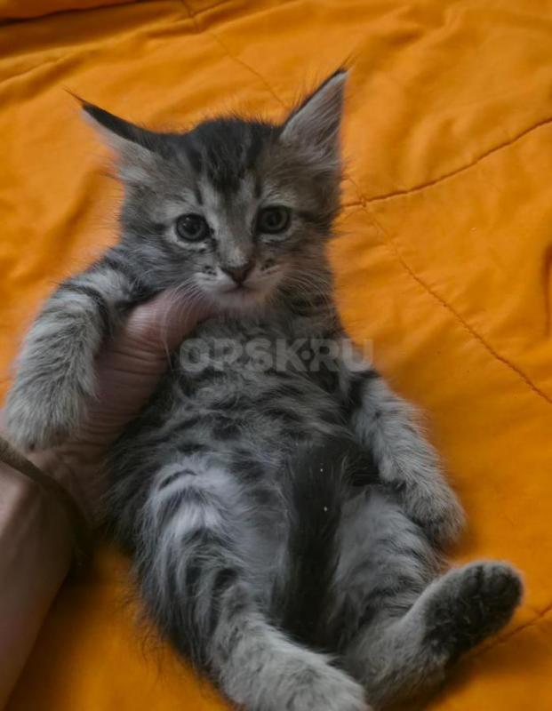 КОТЯТА В ДОБРЫЕ РУКИ ,ТРИ МАЛЬЧИКА И ДЕВОЧКА С БЕЛЫМИ ЛАПКАМИ ,КУШАЮТ ВСЕ , ЛОТОК ЗНАЮТ. 89058460977 - Орск