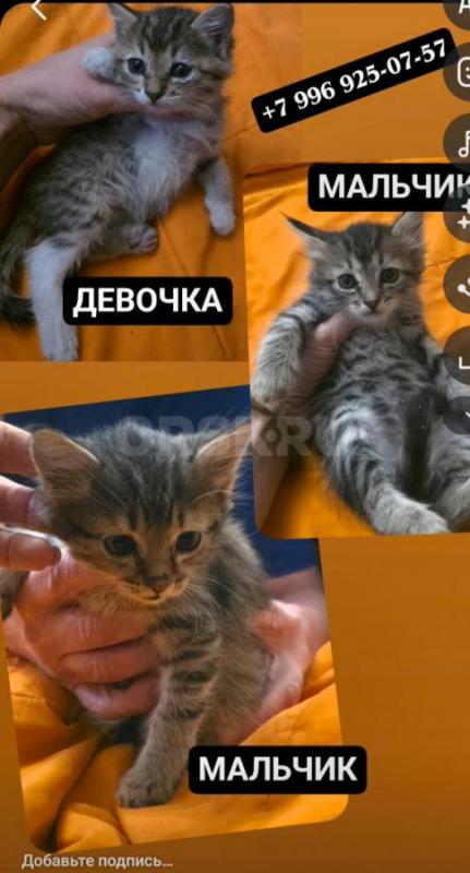 КОТЯТА В ДОБРЫЕ РУКИ ,ТРИ МАЛЬЧИКА И ДЕВОЧКА С БЕЛЫМИ ЛАПКАМИ ,КУШАЮТ ВСЕ , ЛОТОК ЗНАЮТ. 89058460977 - Орск