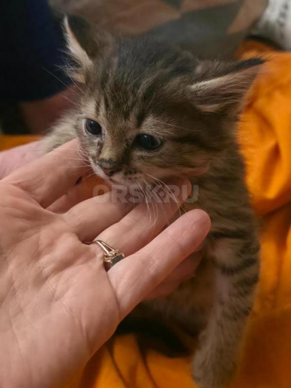КОТЯТА В ДОБРЫЕ РУКИ ,ТРИ МАЛЬЧИКА И ДЕВОЧКА С БЕЛЫМИ ЛАПКАМИ ,КУШАЮТ ВСЕ , ЛОТОК ЗНАЮТ. 89058460977 - Орск