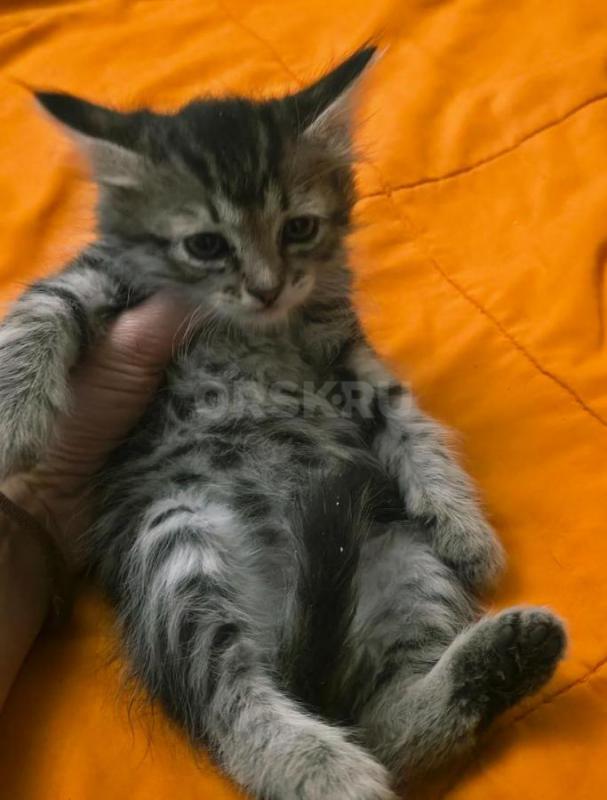 КОТЯТА В ДОБРЫЕ РУКИ ,ТРИ МАЛЬЧИКА И ДЕВОЧКА С БЕЛЫМИ ЛАПКАМИ ,КУШАЮТ ВСЕ , ЛОТОК ЗНАЮТ. 89058460977 - Орск