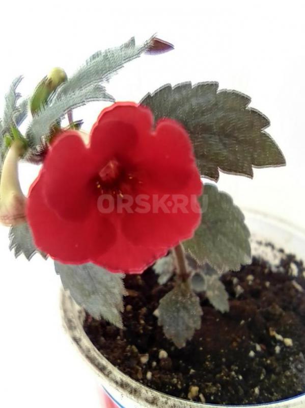 пеларгония темно бардовая с тремя бутонами  -300 руб также в стаканчике черенки 100-и 150  также в н - Орск