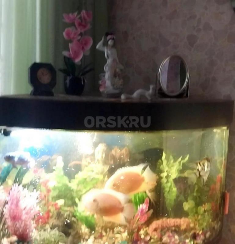 Угловой аквариум с тумбочкой, объем 160 литров, с крупными рыбками (11 штук), компрессором для возду - Орск