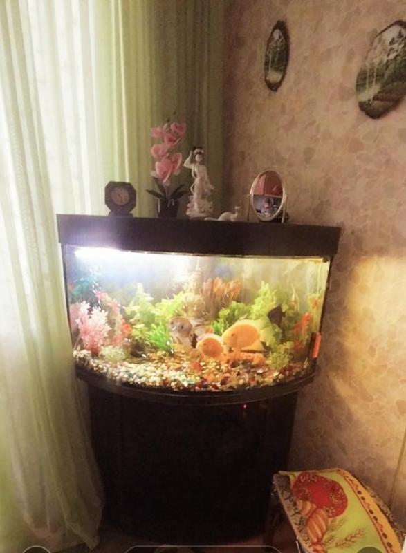 Угловой аквариум с тумбочкой, объем 160 литров, с крупными рыбками (11 штук), компрессором для возду - Орск
