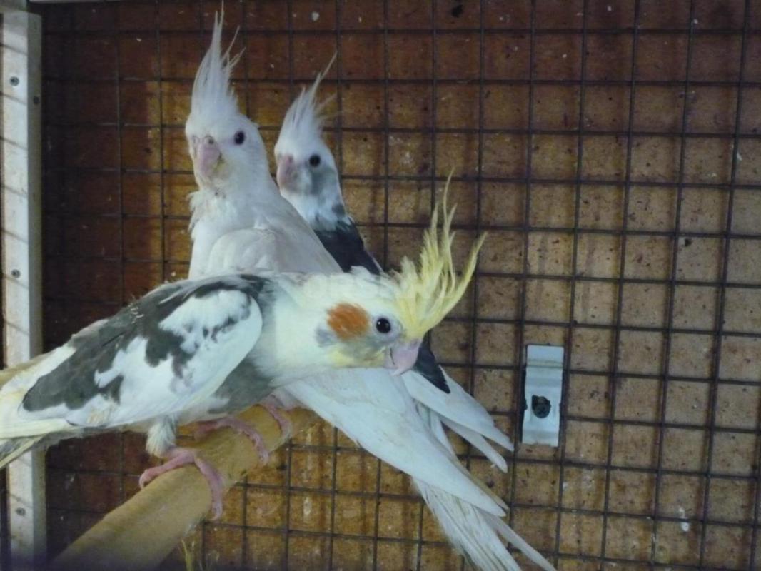 Продам молодых птенцов попугаев Корелл, местного разведения. - Орск