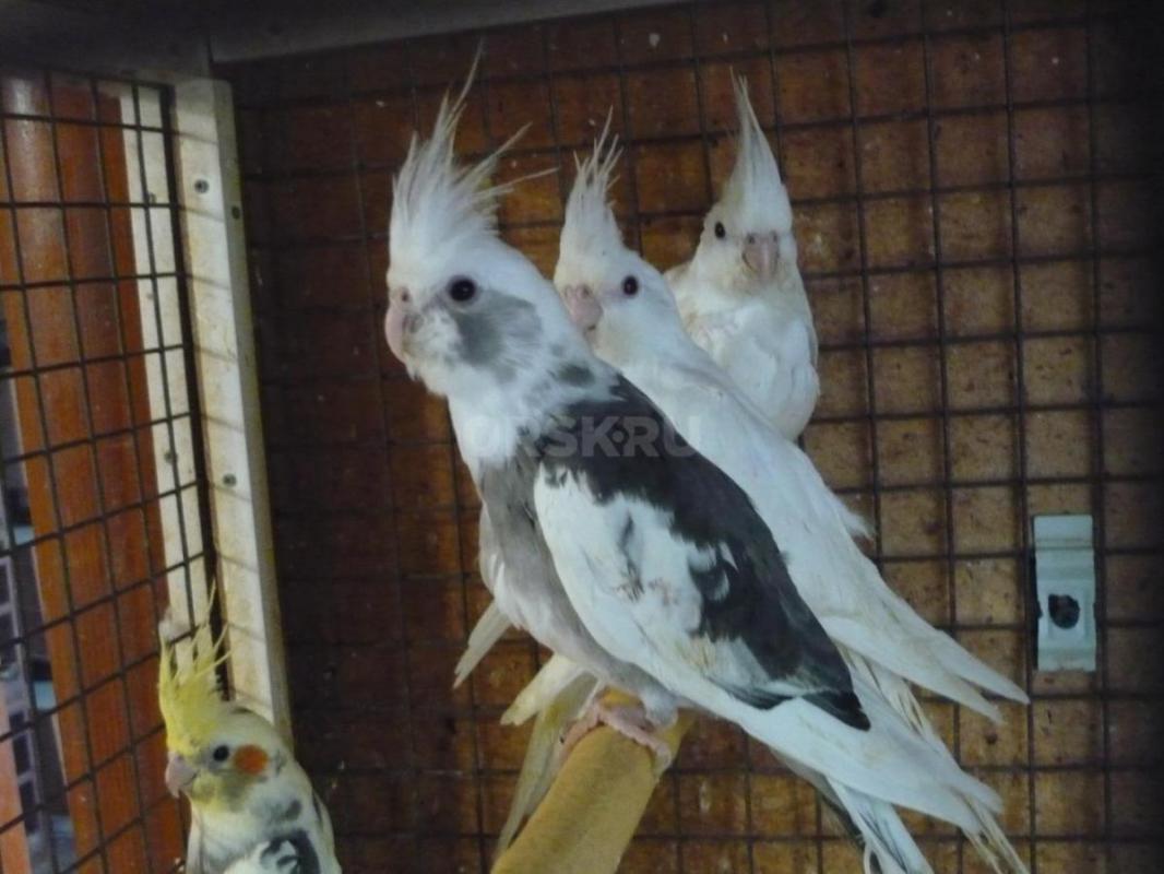 Продам молодых птенцов попугаев Корелл, местного разведения. - Орск