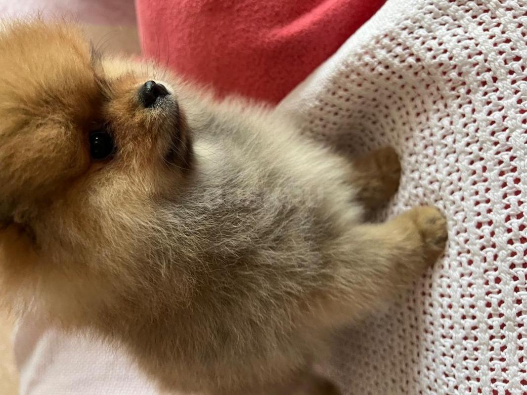 Щенок померанского шпица от шикарных родителей с документами РКФ( живут у меня), шустрый общительный - Орск