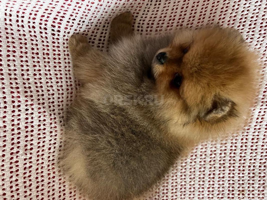 Щенок померанского шпица от шикарных родителей с документами РКФ( живут у меня), шустрый общительный - Орск