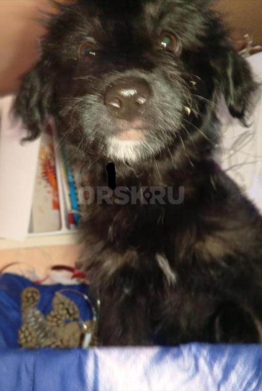 Отдадим щенков в хорошие и добрые руки. 2 мальчика и 4 девочки. - Орск