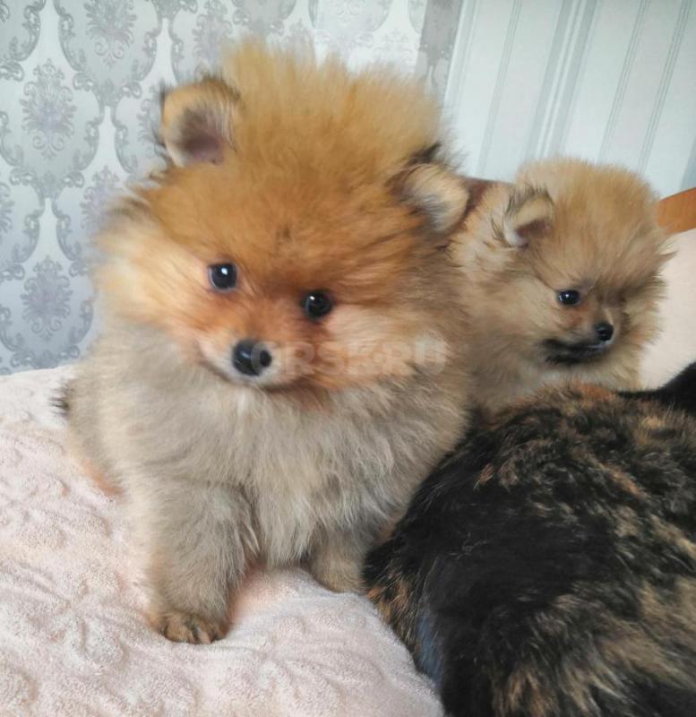 Продам щенков шпица, возраст 2 и 3 мес, окрас оранж, мальчики и девочки, кушают сухой корм. - Орск