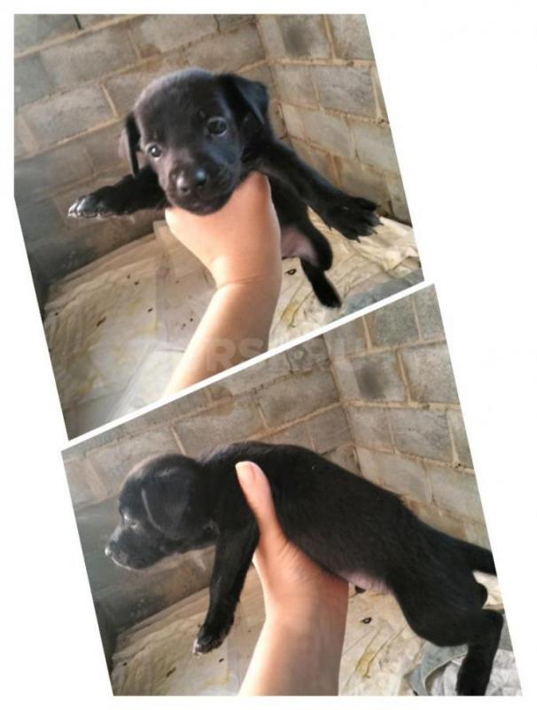 Отдам домашних щенят от домашней собаки, новой выведенной породы авитатерьер ;)) Все мальчики,кроме - Новотроицк