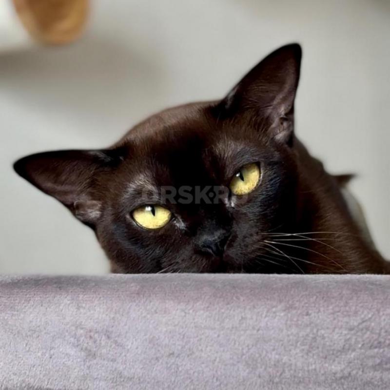 В связи с изменением племенной программы, питомник Metaxi (WCF) предлагает к продаже молодую кошечку - Орск