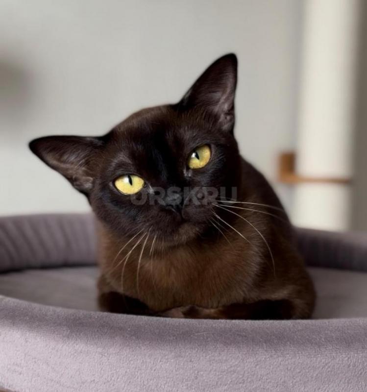 В связи с изменением племенной программы, питомник Metaxi (WCF) предлагает к продаже молодую кошечку - Орск