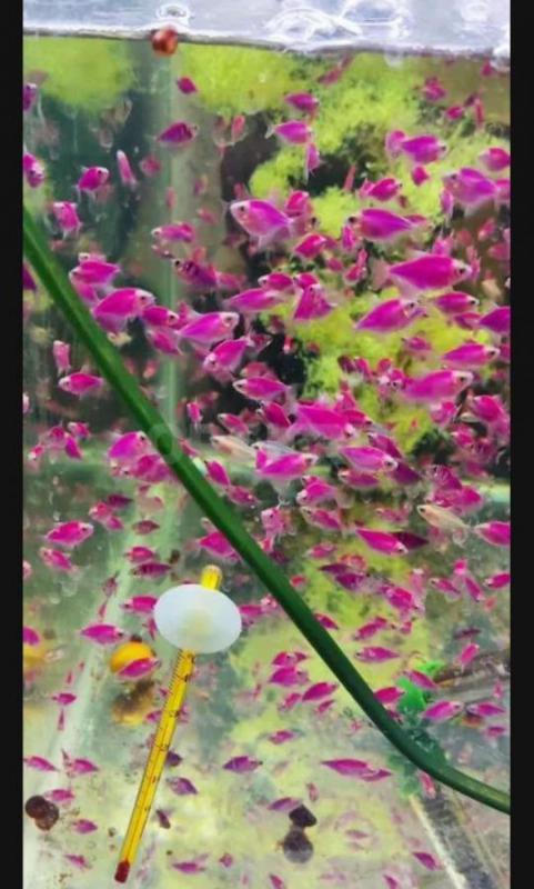 Рыбки. - Орск