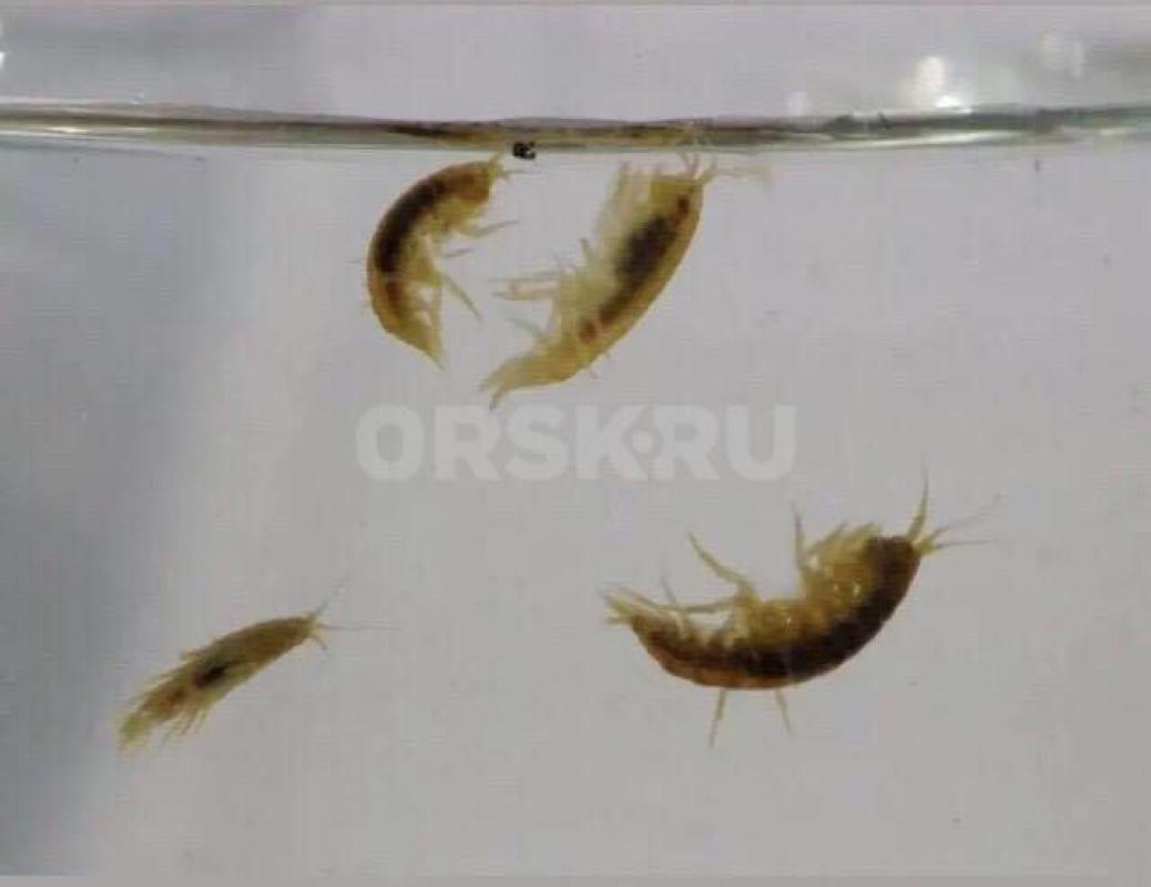 Тропический гаммарус колония на развод 500₽ - Орск