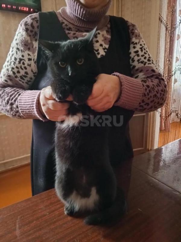 Отдам в добрые руки кошку, возраст 2 года, окрас чёрный с белыми вкраплениями (грудка и живот), стер - Орск