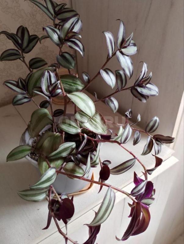 Продам комнатные растения-  каланхоэ декоративный и лечебный, сансевиерию, фиалки, фикус мелколистны - Орск