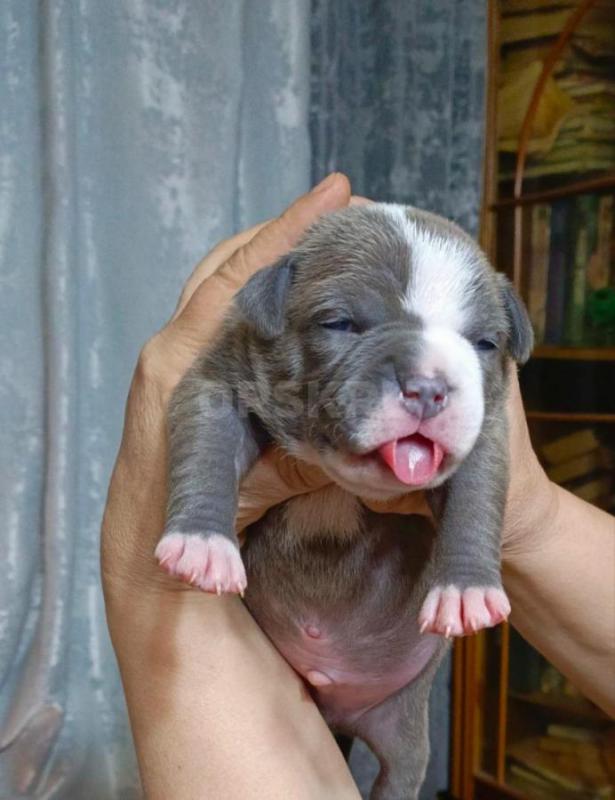 Предлагаются к резервированию щенки Американского булли.   
1й помет. - Орск
