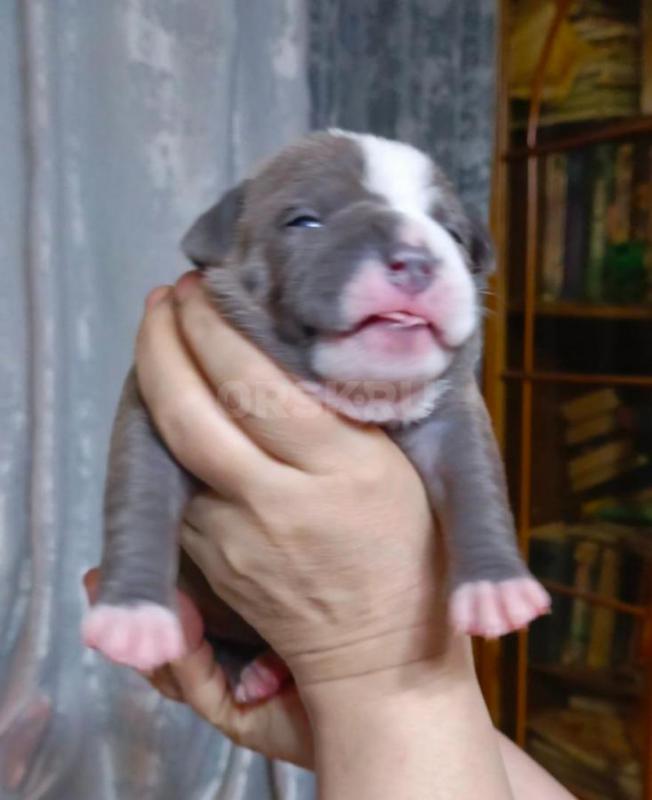 Предлагаются к резервированию щенки Американского булли.   
1й помет. - Орск