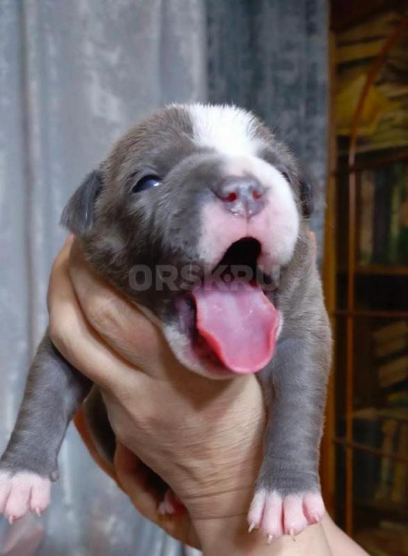 Предлагаются к резервированию щенки Американского булли.   
1й помет. - Орск