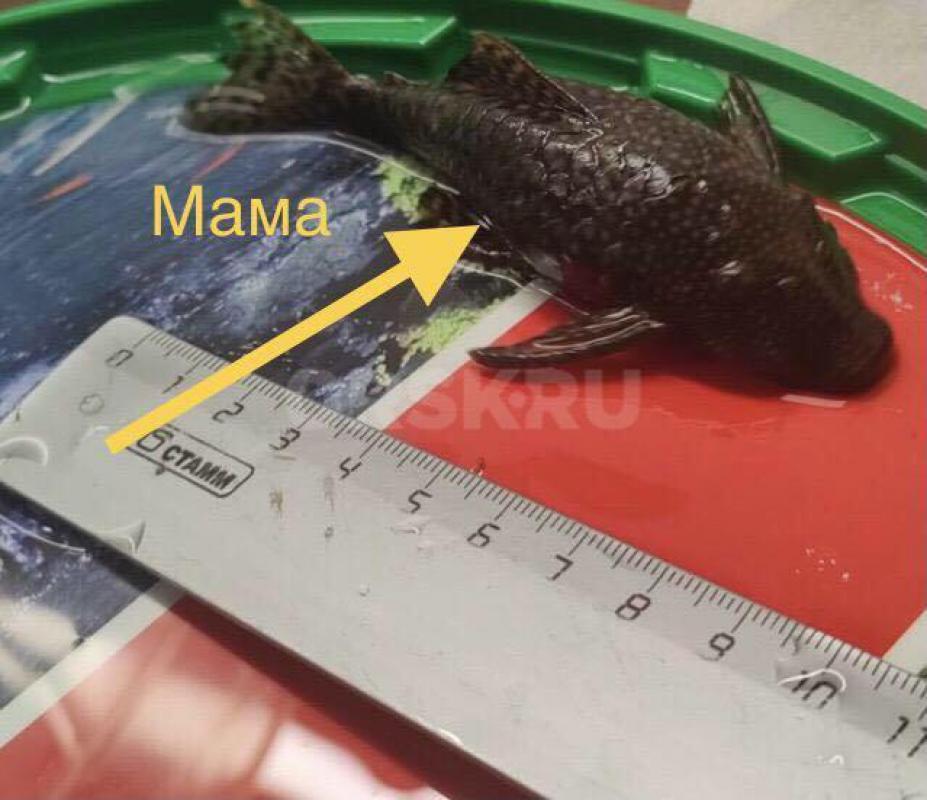 сомики анцитрусы - Орск