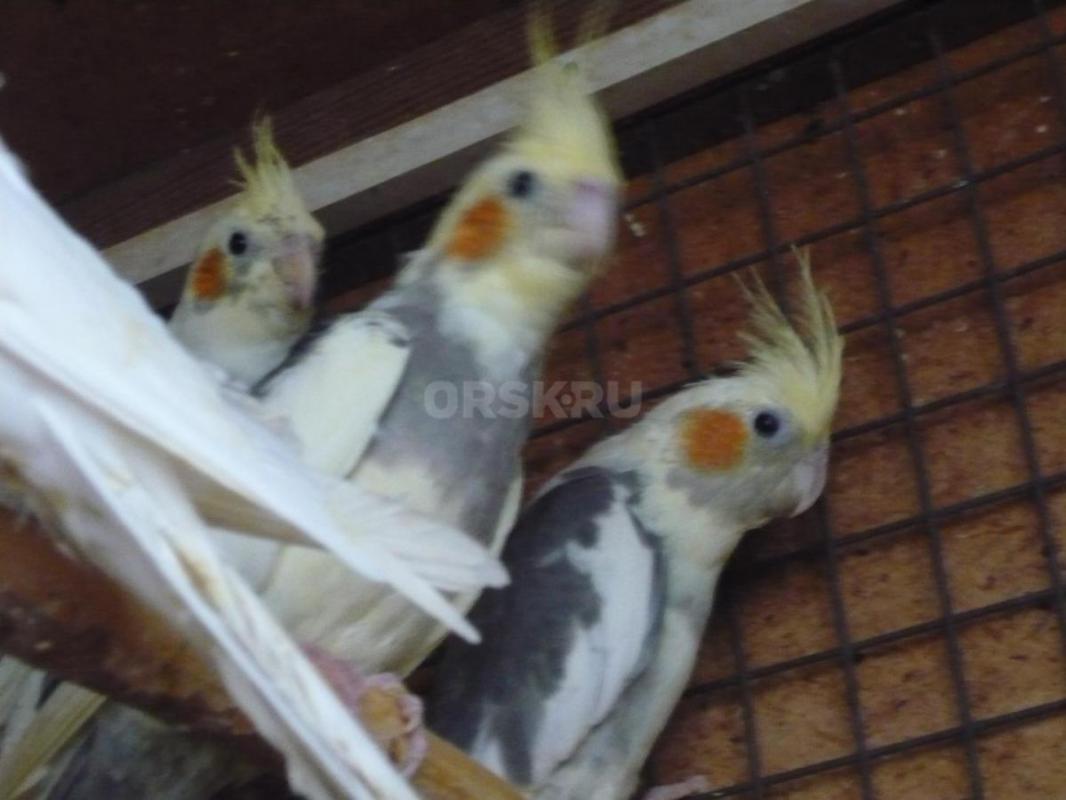Продам молодых птенцов попугаев Корелл, местного разведения. - Орск