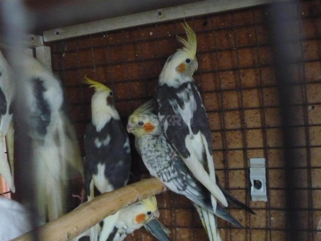 Продам молодых птенцов попугаев Корелл, местного разведения. - Орск
