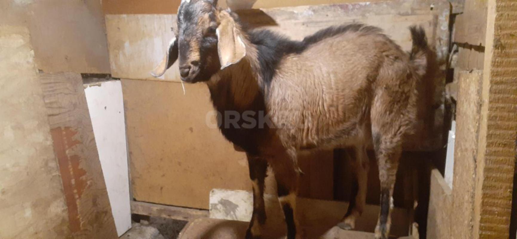 Продам Нубийский Козёл . - Орск