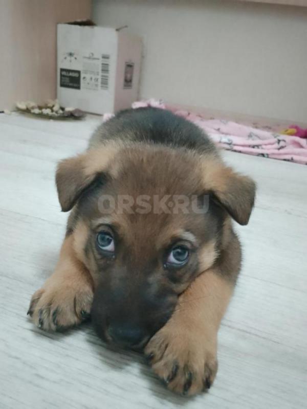 Очень милые щеночки ищут теплый дом и добрых хозяев. - Орск