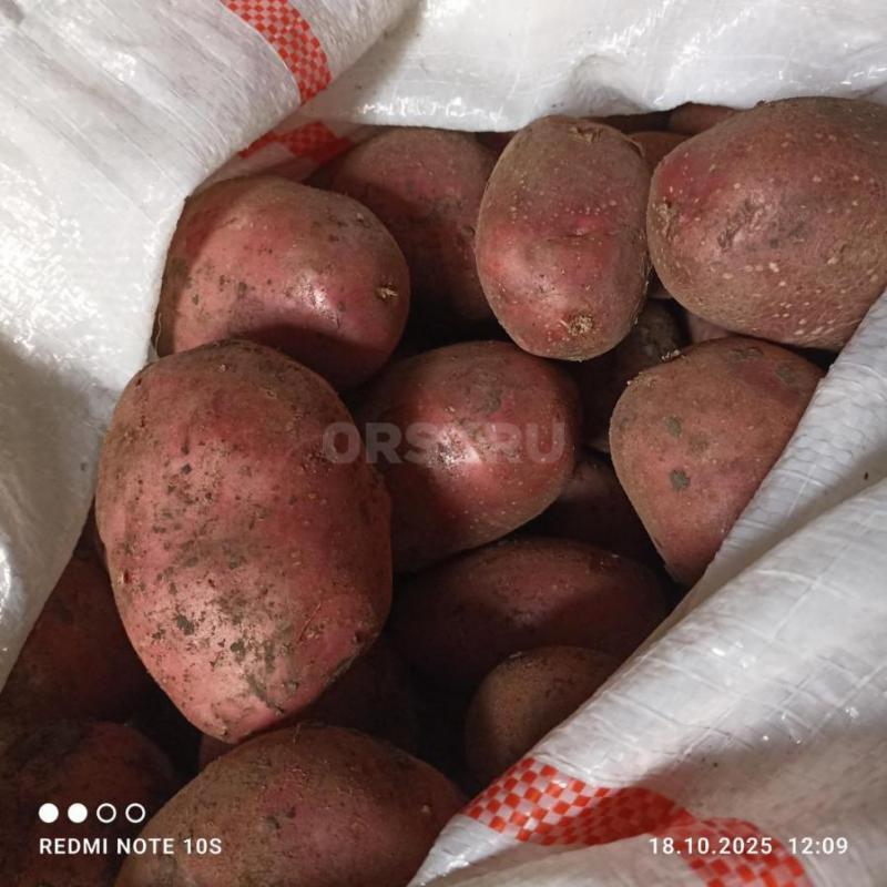 Продам домашний картофель, чистый 45руб за кг. - Орск