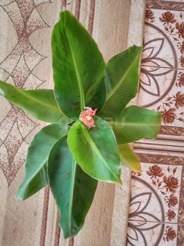 Продам БАНАН остался один. - Орск