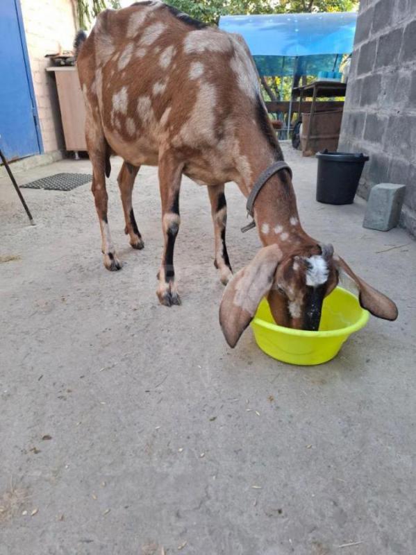 Продам шикарную ч. - Орск