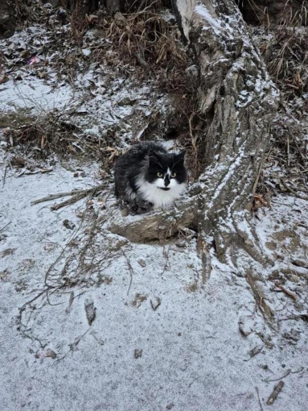 Взяли и вывезли котика на речку , котика отловили ,кастрировали ,возраст около 8,9 мес. - Орск