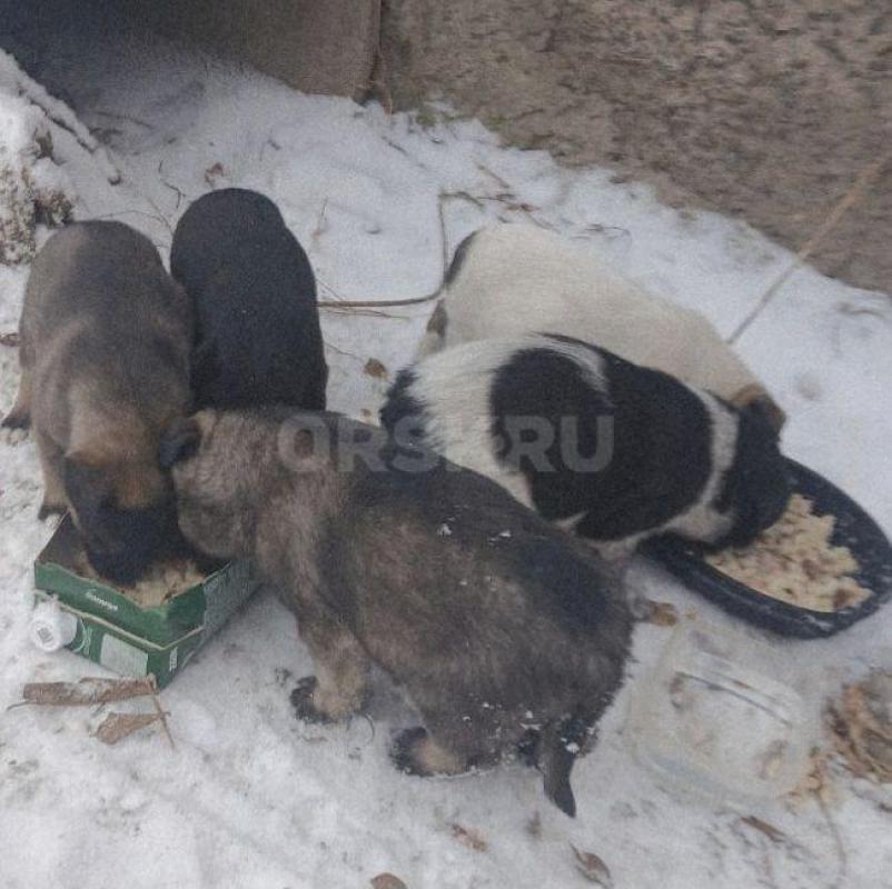 Найденные в гаражах, 8 чудесных щенят живут в трубе, прямо у оживленной дороги. - Орск