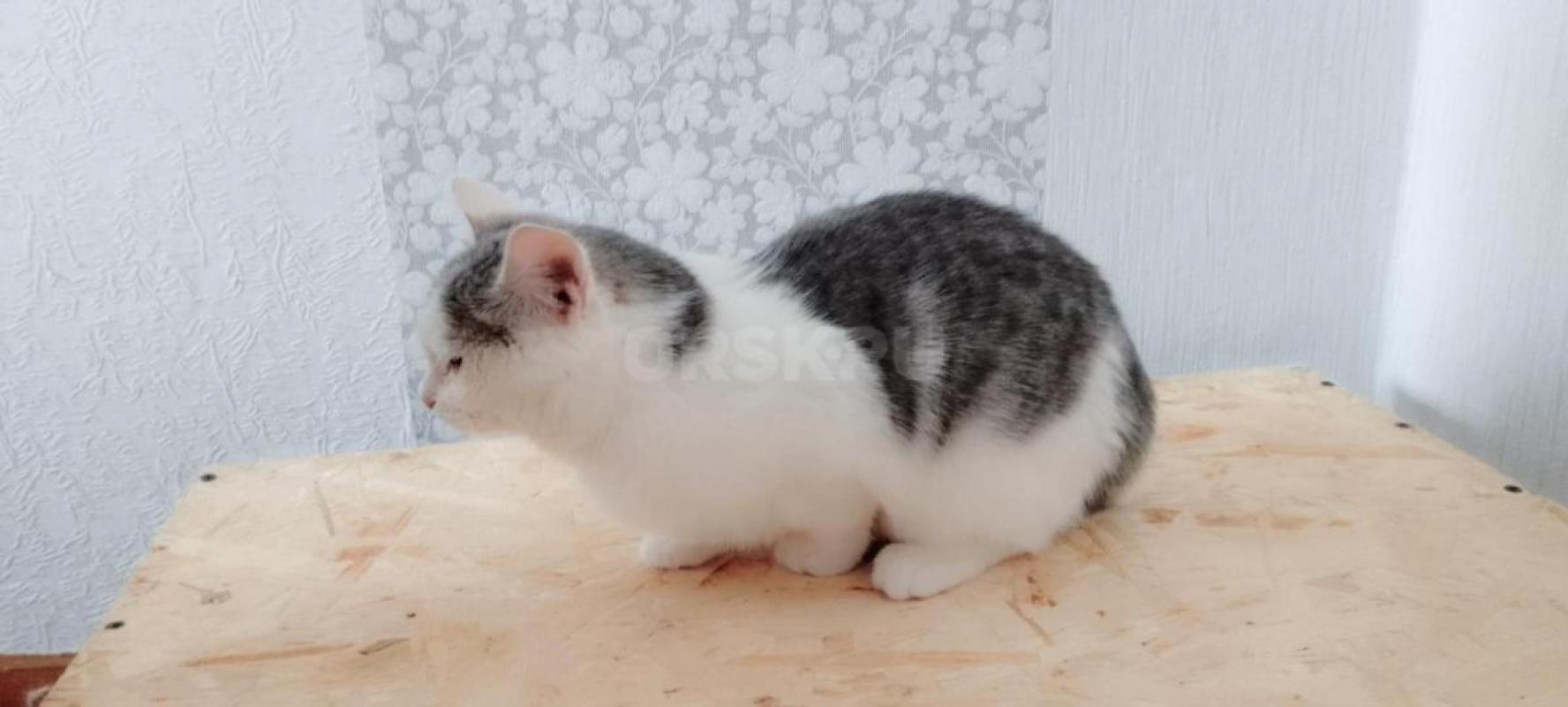 Найдена малышка, около трех месяцев, девочка была домашняя. - Орск