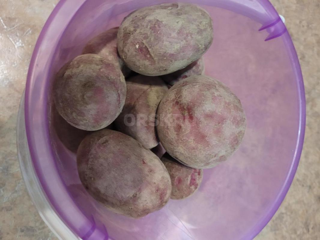 продам картофель домашний 60 р за кг возможна доставка - Орск