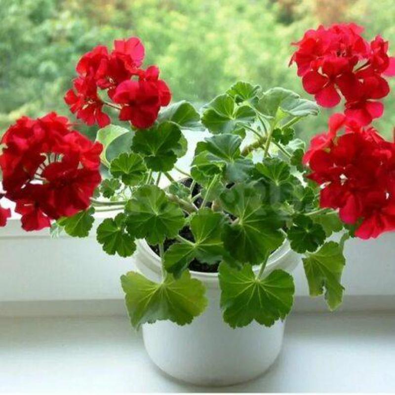 Цветущая круглый год Герань создаёт своим видом в доме приятное душе́, лёгкое парящее настроение, до - Орск