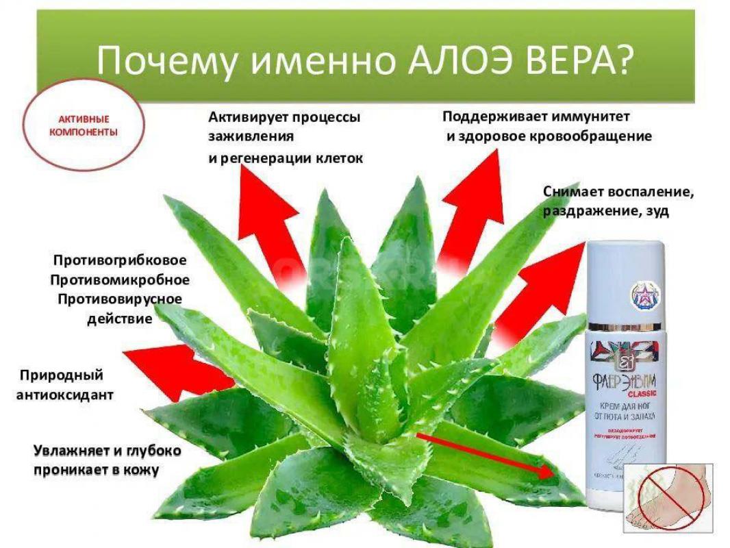 Лечебное чудо-растение Алоэ Вера и кожу экстрактом своих листьев омолодит, и ранки-воспадения разные - Орск