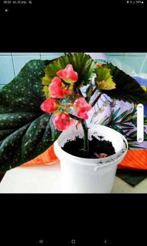 Луковицы по 150 руб 
Отростки по 100 ,150 руб Район ул Строителей - Орск