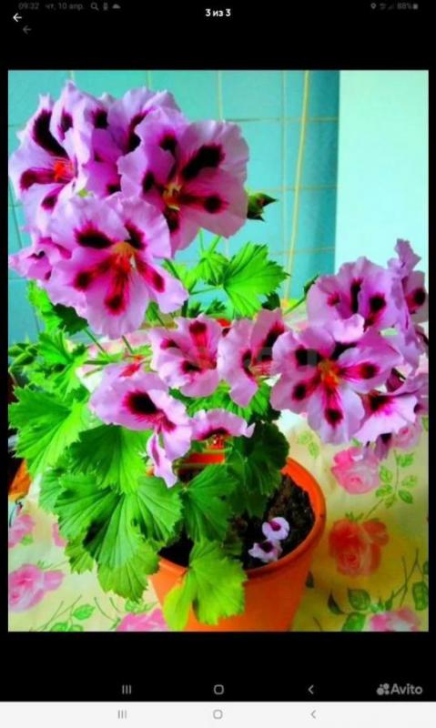 Луковицы по 150 руб 
Отростки по 100 ,150 руб Район ул Строителей - Орск