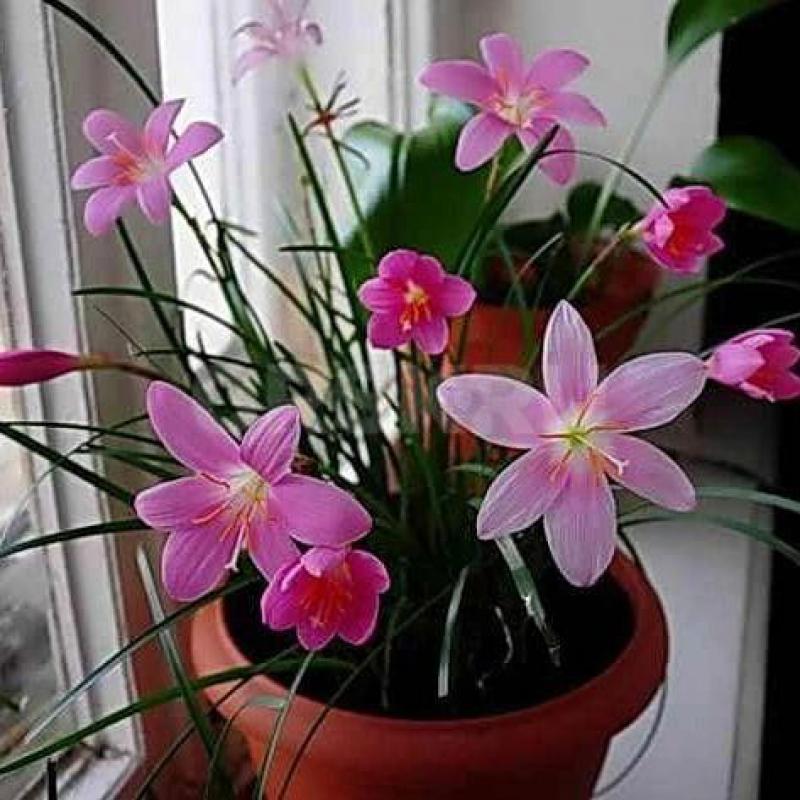 Луковицы по 150 руб 
Отростки по 100 ,150 руб Район ул Строителей - Орск